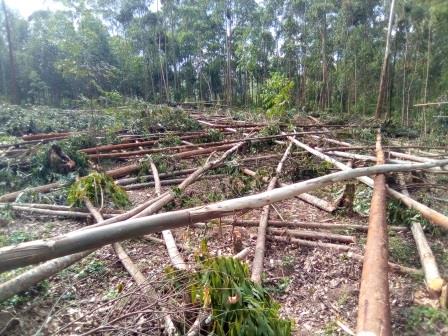 Article : RDC-Bois : l’eucalyptus, une alternative pour la préservation des forêts au Kivu ? (Partie 3)