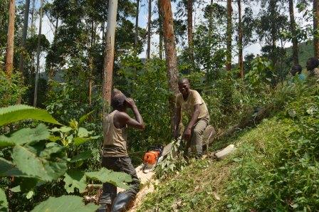 Article : RDC-Bois : l’eucalyptus, une alternative pour la préservation des forêts au Kivu ? (Partie 2)