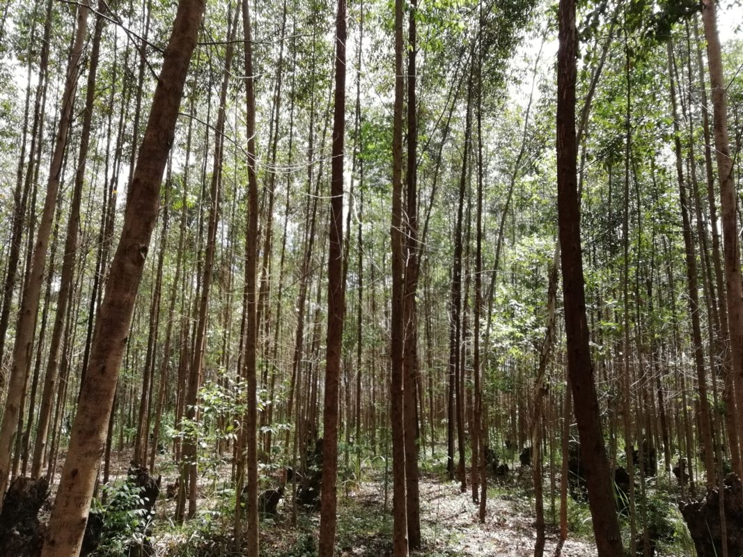 Article : RDC-Bois : l’eucalyptus, une alternative pour la préservation des forêts au Kivu ? Partie I