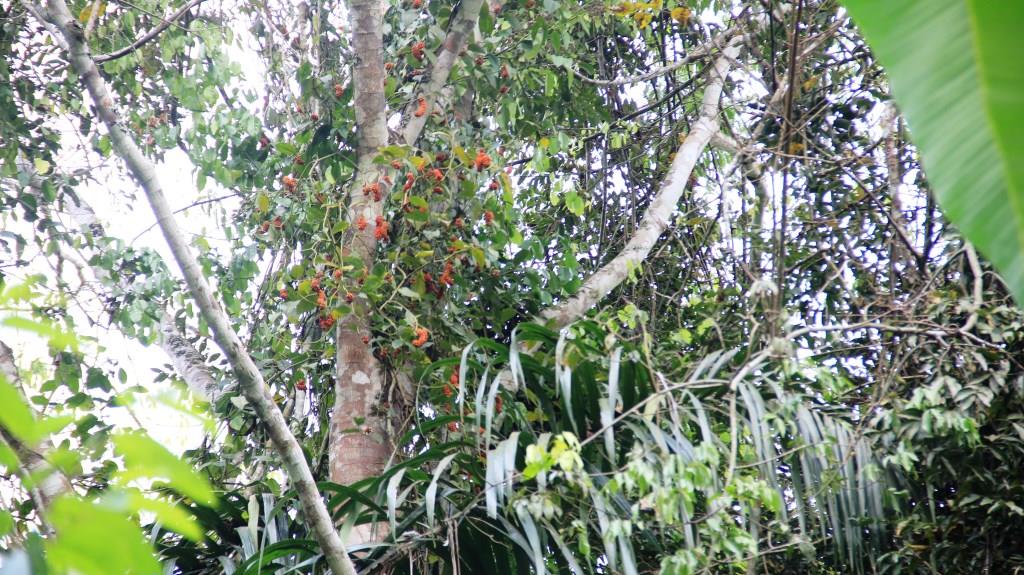 Article : RDC : Comment préserver la forêt ? (Partie I)