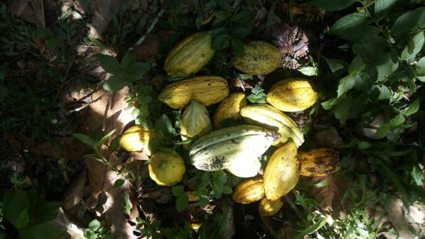 Article : A Mutwanga : la culture du cacao n’est pas encore rentable mais l’espoir demeure.