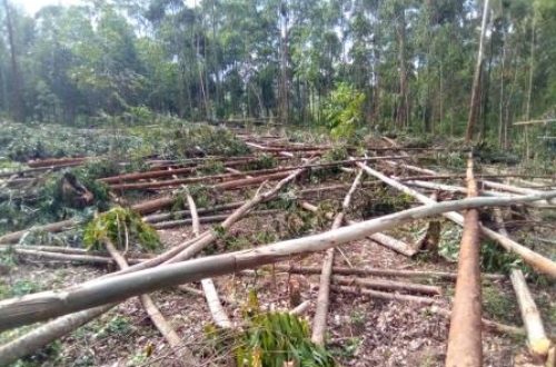 Article : RDC-Bois : l’eucalyptus, une alternative pour la préservation des forêts au Kivu ? (Partie 3)
