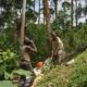 Article : RDC-Bois : l’eucalyptus, une alternative pour la préservation des forêts au Kivu ? (Partie 2)