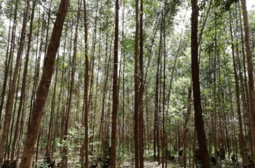 Article : RDC-Bois : l’eucalyptus, une alternative pour la préservation des forêts au Kivu ? Partie I