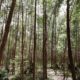 Article : RDC-Bois : l’eucalyptus, une alternative pour la préservation des forêts au Kivu ? Partie I