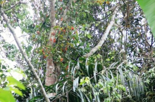 Article : RDC : Comment préserver la forêt ? (Partie I)