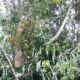 Article : RDC : Comment préserver la forêt ? (Partie I)
